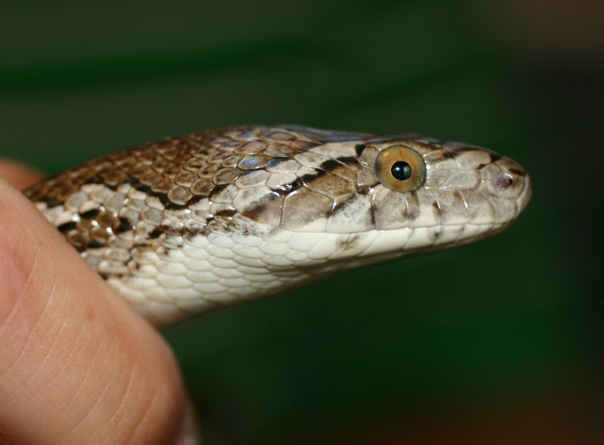 (head/eye) Large Female Meahllmorum / S. Corpus